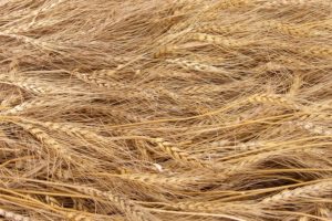 Field of wheat by Photo by James Ahlberg on Unsplash