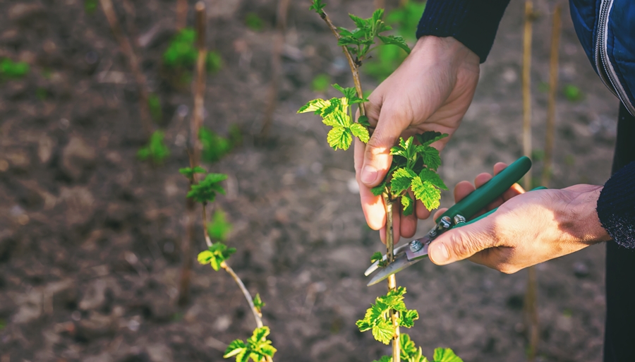 A fearless leaders allows himself to be pruned by Christ