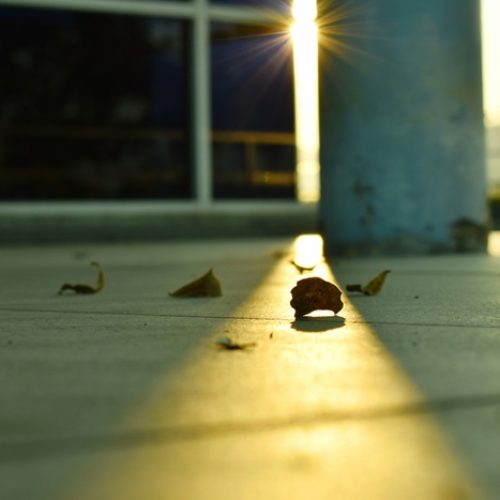 Dry Leaf Falling On Floor With Morning Spreading Through Pole