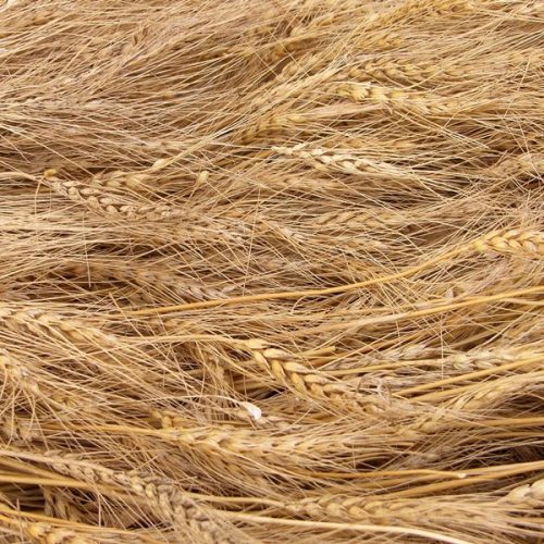 Field of wheat by Photo by James Ahlberg on Unsplash